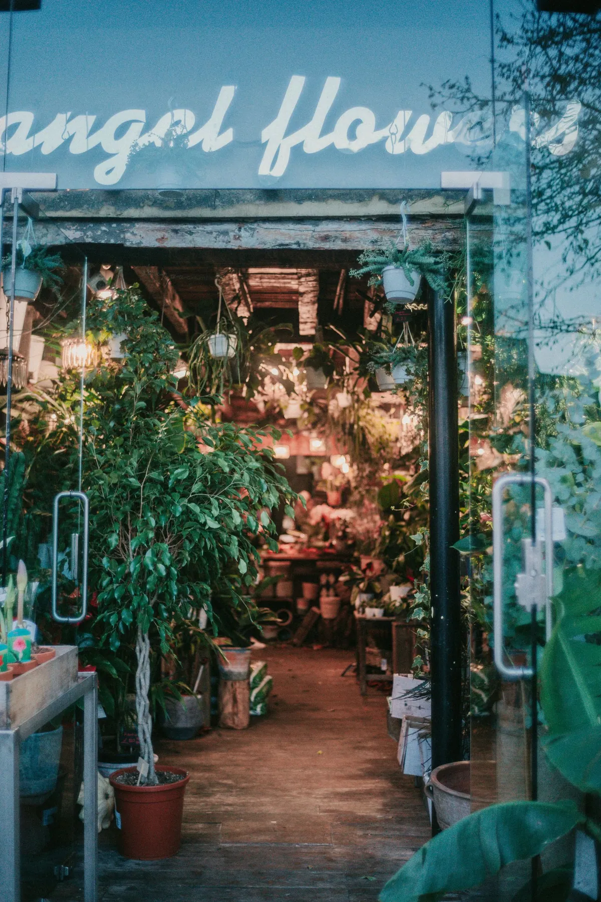 Warm flower shop entrance filled with plants